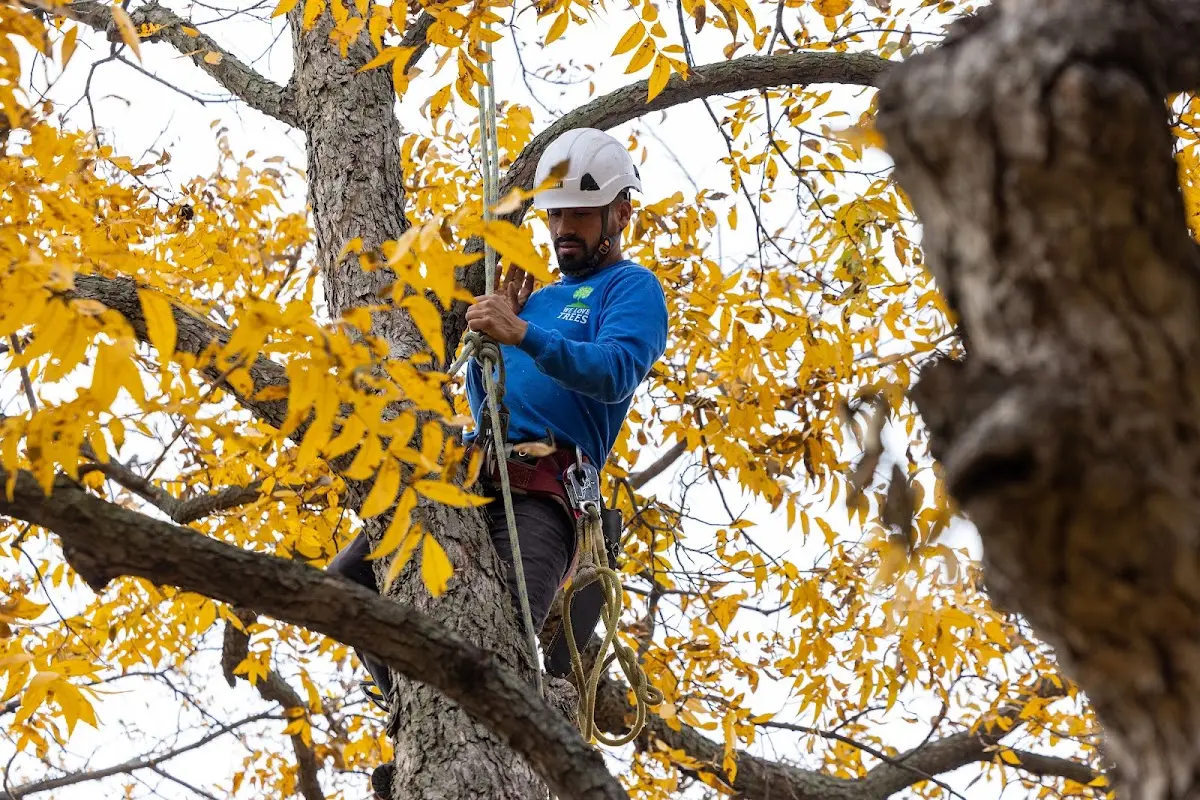 Skilled Tree Pruning crew working in Fairfax